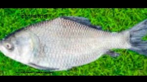 কাতলা মাছ